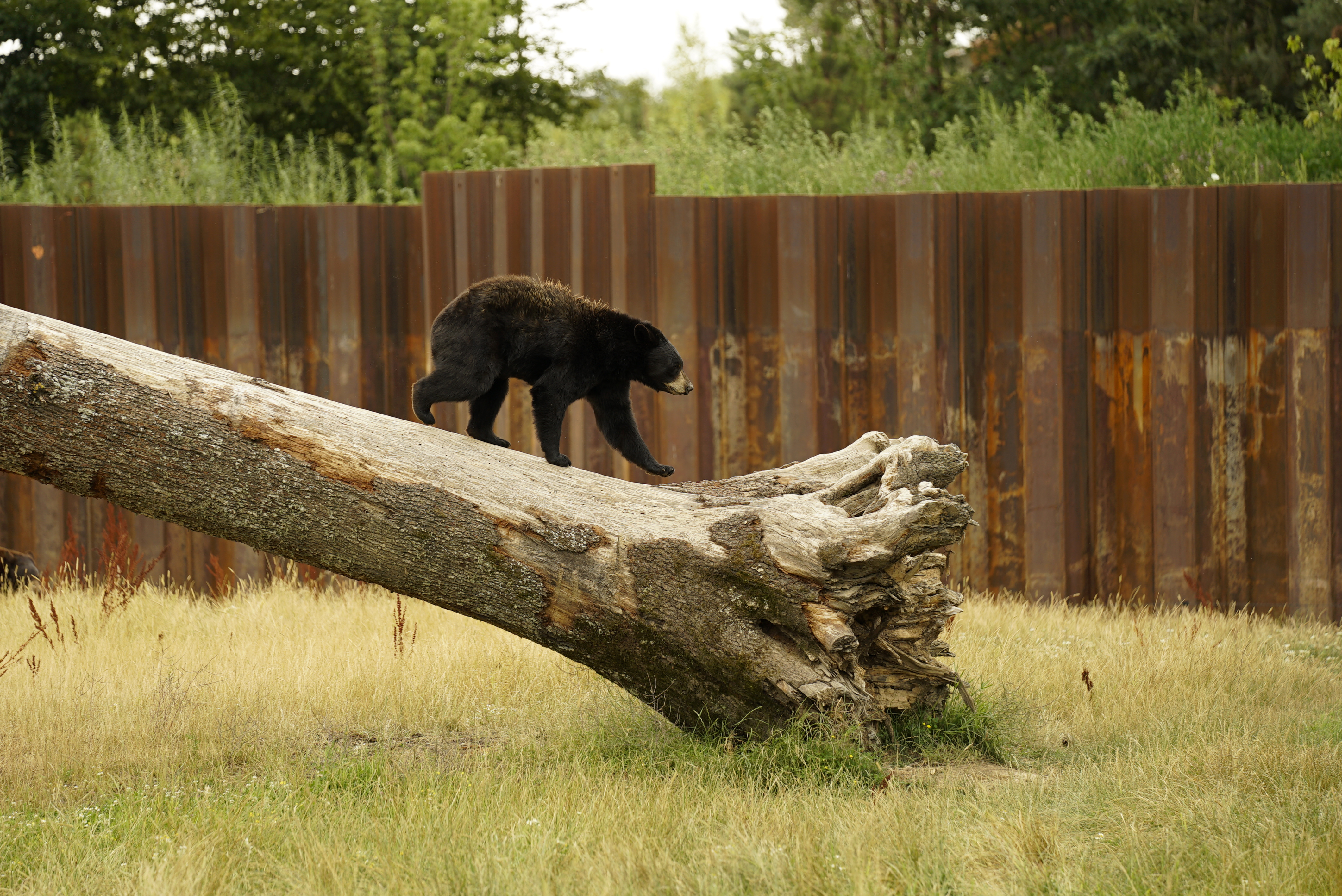 Sainte-Croix wildlife park, France