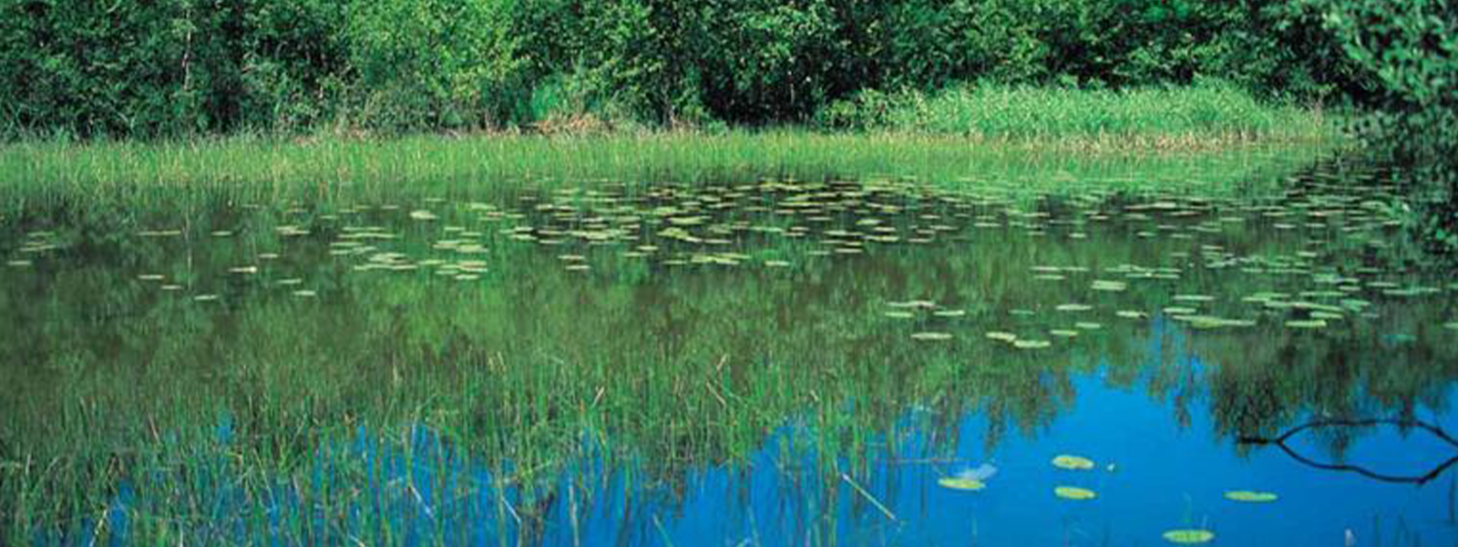 Guide de protection des berges de cours d’eau en technique végétale